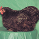 Pepper, Bantam Black Cochin Hen (Michael Bohlken)